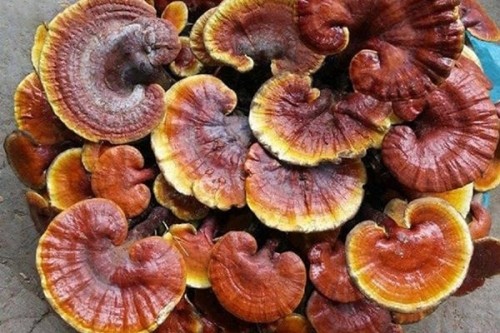 10 loại nấm quý hiếm nhất ở việt nam