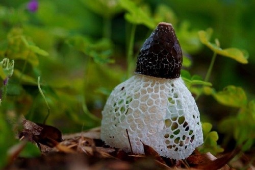 10 loại nấm quý hiếm nhất ở việt nam