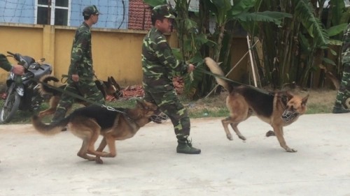 5 trung tâm huấn luyện chó uy tín và chuyên nghiệp nhất hà nội