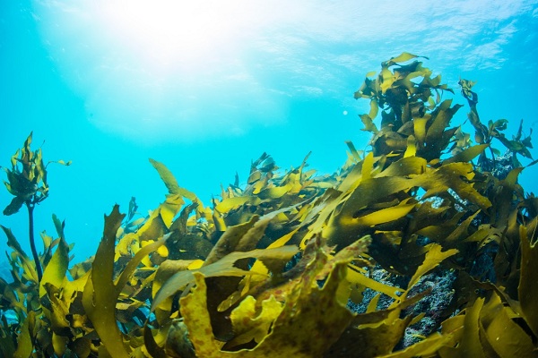 amazon, tảo nâu ex fucoidan nhật bản có tốt không? mua tảo nâu ở đâu?