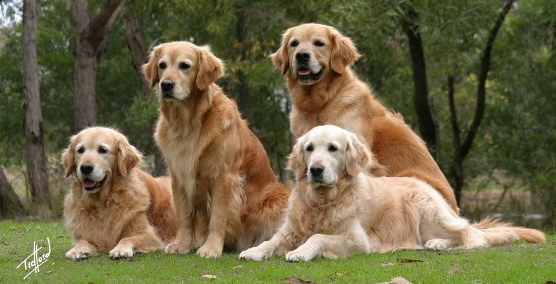 10 loài chó cảnh thông minh nhất thế giới