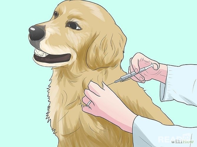 10 cách trị ve (bọ chét) hiệu quả cho cún yêu nhà bạn