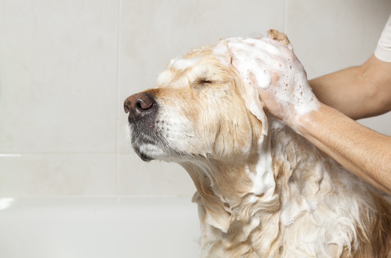 10 cách trị ve (bọ chét) hiệu quả cho cún yêu nhà bạn