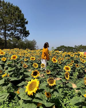sunny farm – muôn vàn góc sống ảo cho giới trẻ