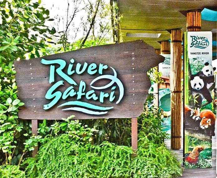 amazon, công viên river safari ở singapore có gì hấp dẫn?