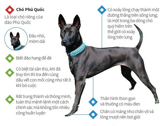 Chó Phú Quốc – thần khuyển Việt Nam có gì đặc biệt