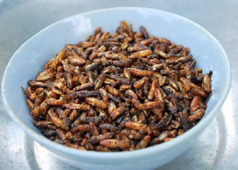 10 loại côn trùng có thể ăn được