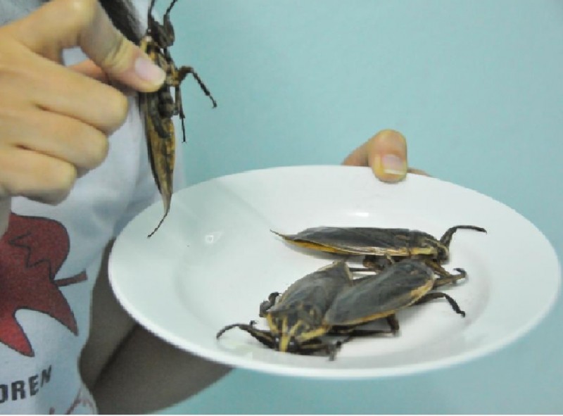 10 loại côn trùng có thể ăn được