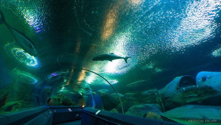 underwater world pattaya – thế giới đại dương đa sắc màu