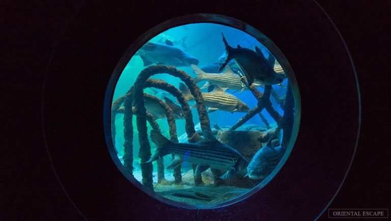 underwater world pattaya – thế giới đại dương đa sắc màu