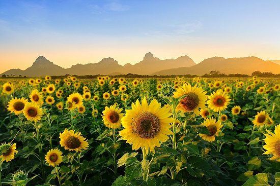 Lopburi – thành phố hoa mặt trời ở Thái Lan