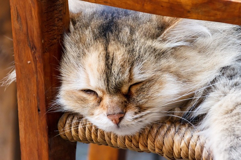 10 khoảnh khắc về các chú mèo lười biếng đáng yêu nhất mọi thời đại