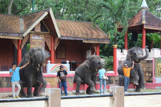Các show biểu diễn động vật thú vị ở sở thú Phuket