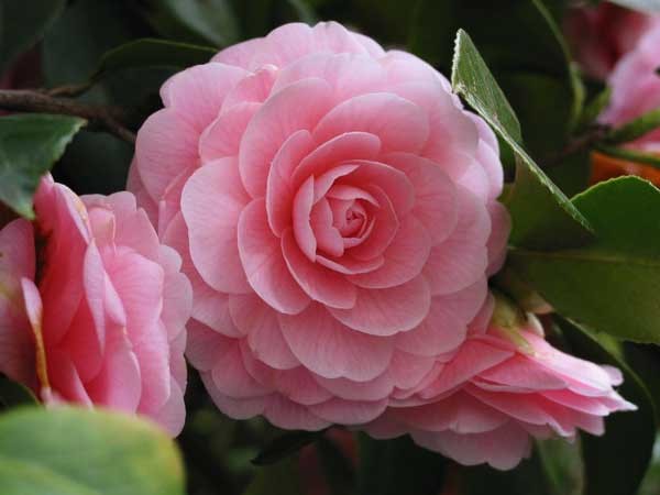 17 loại hoa đẹp nhất và ý nghĩa của chúng