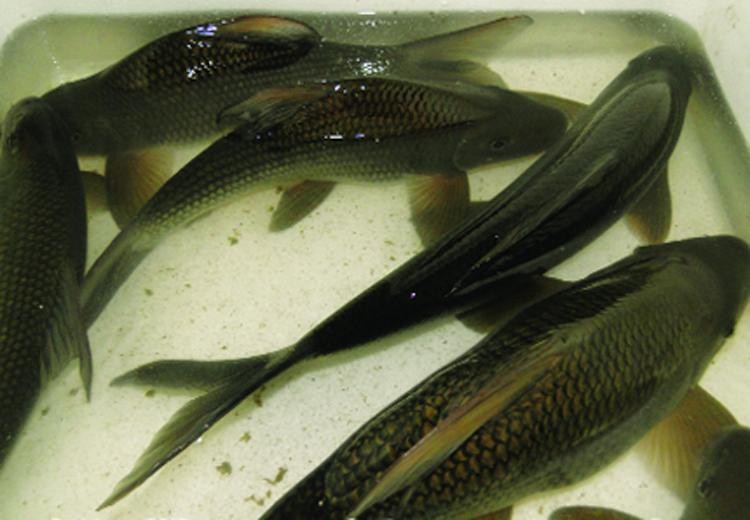 10 loài cá ngon của việt nam khiến nhiều người thích mê