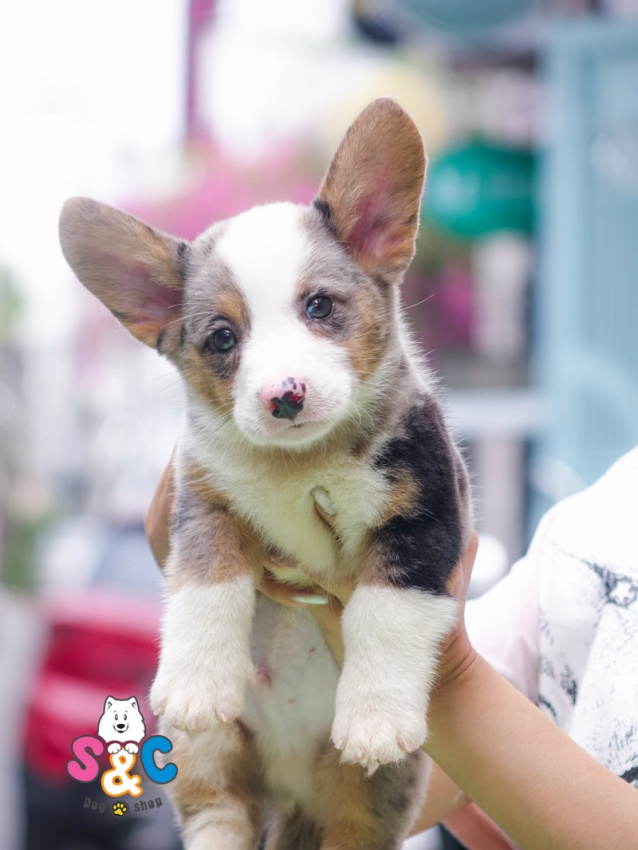 9 Pet shop bán thú cưng uy tín nhất Thành phố Hồ Chí Minh