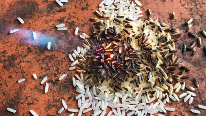 7 cách phân biệt gạo giả và gạo thật đơn giản và chính xác nhất