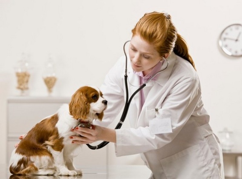 10 bệnh thường gặp ở chó mèo và cách phòng trị bệnh