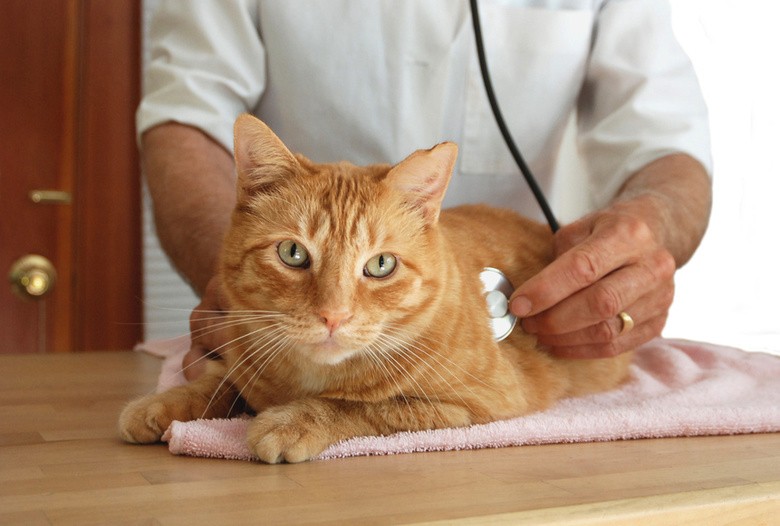 10 bệnh thường gặp ở chó mèo và cách phòng trị bệnh