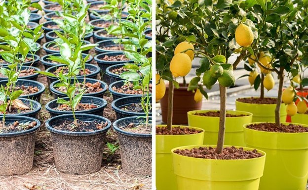 8 loại cây ăn quả có thể trồng từ hạt