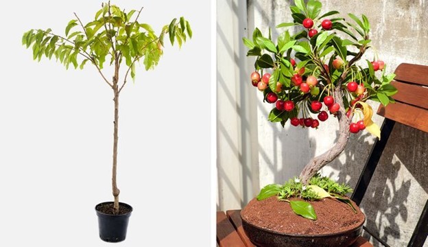 8 loại cây ăn quả có thể trồng từ hạt