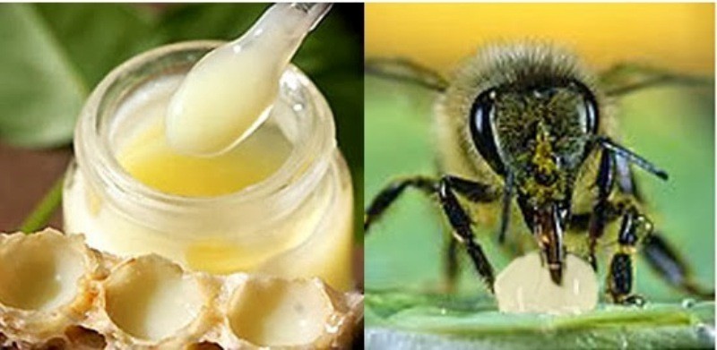 7 cách phân biệt sữa ong chúa tươi thật, giả đơn giản và chính xác nhất