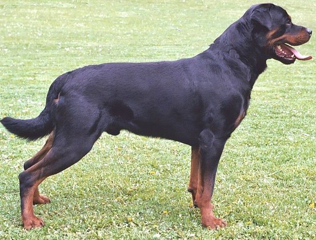 7 loài chó hung dữ nhất thế giới