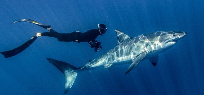 10 loài cá mập nguy hiểm nhất đại dương