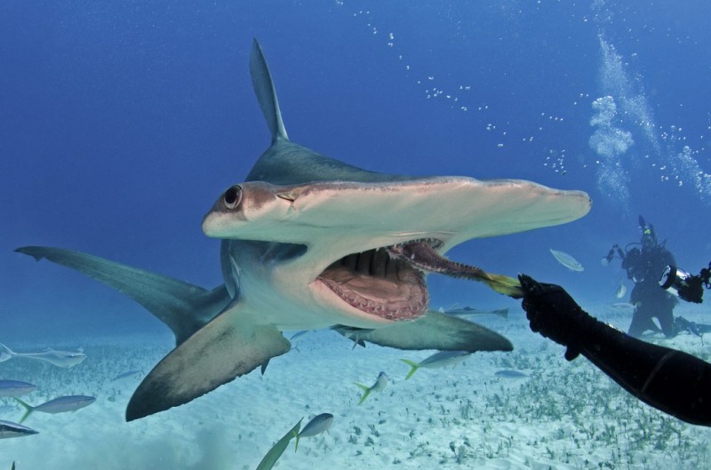 10 loài cá mập nguy hiểm nhất đại dương