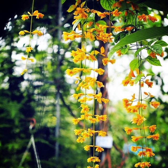 15 loài hoa leo tường đẹp nhà mát cửa và dễ trồng nhất - ALONGWALKER