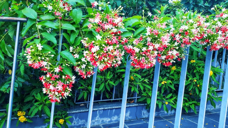 15 loài hoa leo tường đẹp nhà mát cửa và dễ trồng nhất