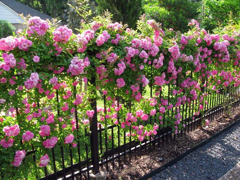 15 loài hoa leo tường đẹp nhà mát cửa và dễ trồng nhất