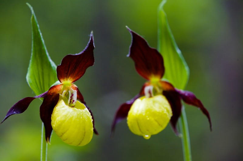 10 loài hoa quý hiếm và tuyệt đẹp trên trái đất