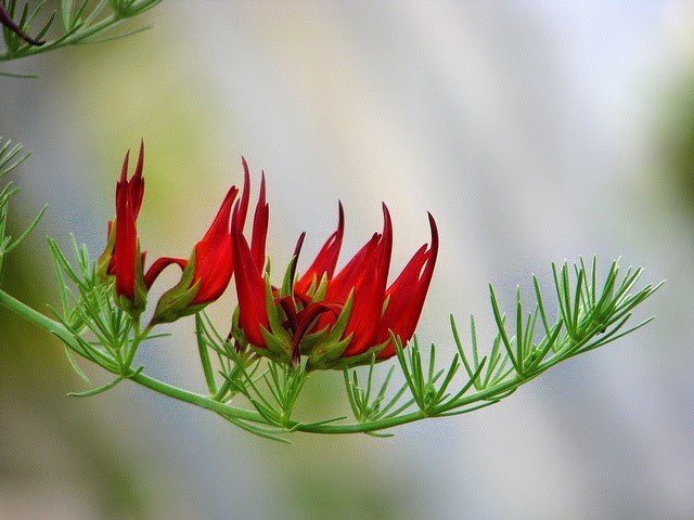 10 loài hoa quý hiếm và tuyệt đẹp trên trái đất
