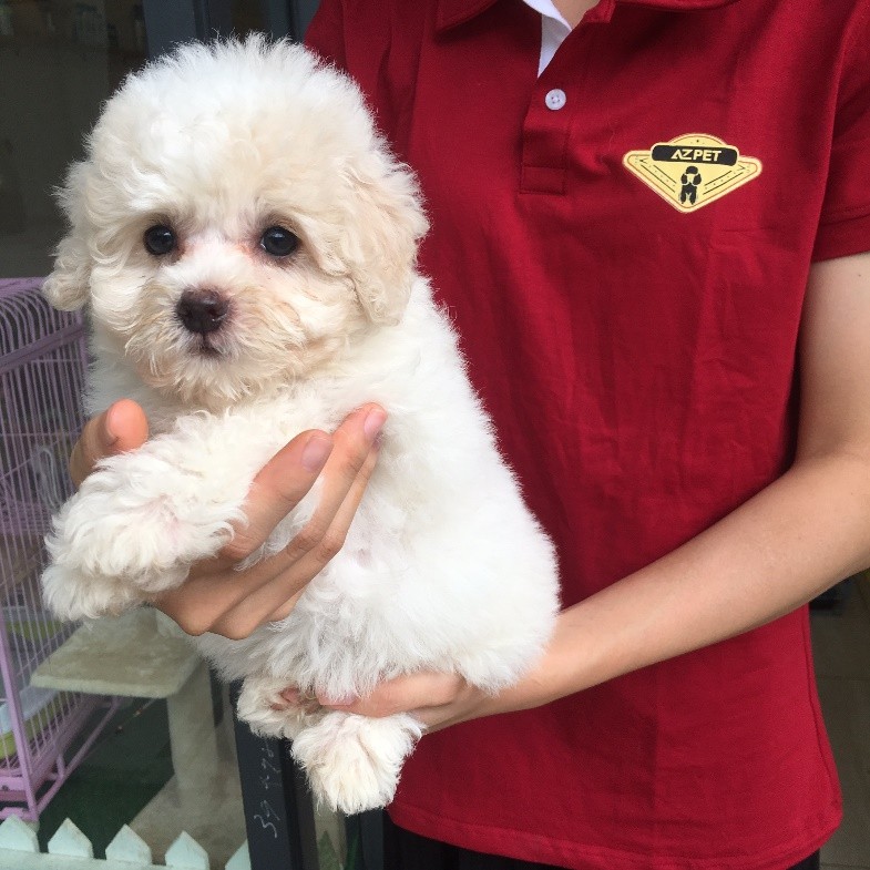 11 cửa hàng bán chó poodle uy tín nhất ở tphcm