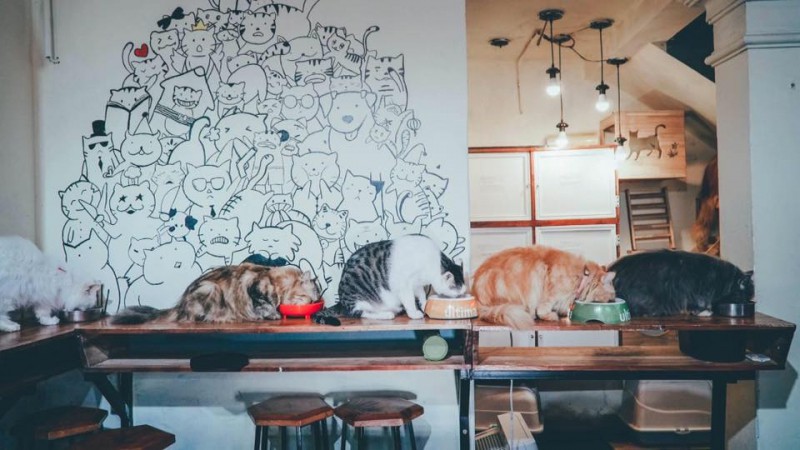 4 quán cafe thú cưng nổi tiếng nhất ở hà nội và thành phố hồ chí minh