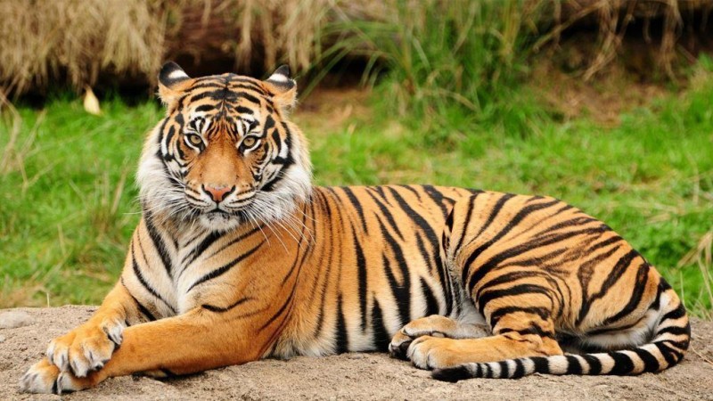 10 loài động vật đẹp nhất thế giới