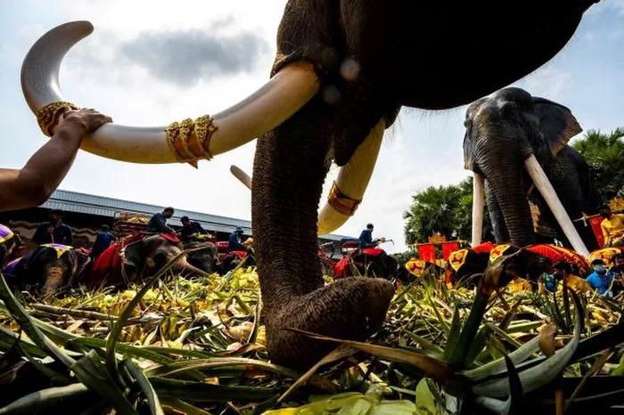 du lịch thái lan, lễ hội ở thái lan, , thái lan đãi tiệc buffet hàng tấn hoa quả cho gần 60 con voi