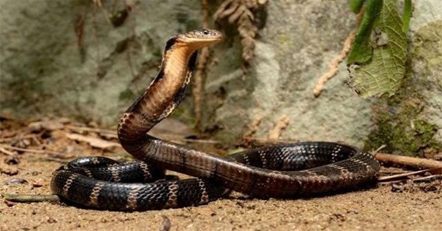 10 rắn lớn nhất thế giới bạn chưa biết