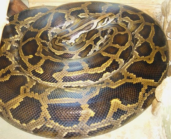 amazon,  10 rắn lớn nhất thế giới bạn chưa biết