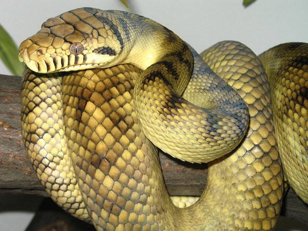 amazon,  10 rắn lớn nhất thế giới bạn chưa biết