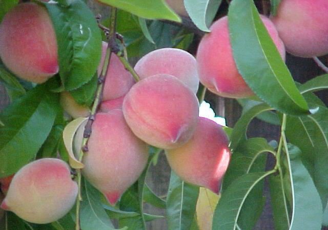 22 trái cây giải độc tốt nhất mùa hè