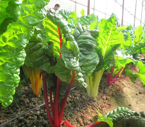 9 địa chỉ bán đất sạch trồng rau đảm bảo nhất ở Hà Nội
