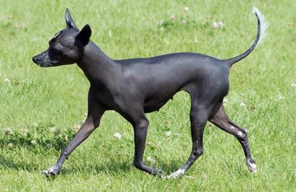 10 loài chó xấu xí nhất thế giới