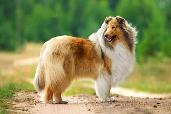 15 loài chó trung thành nhất thế giới