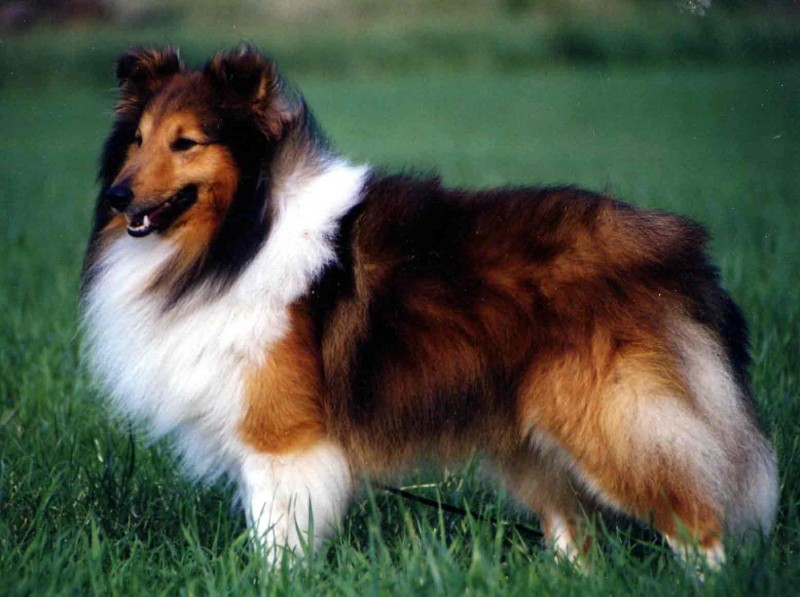 15 loài chó trung thành nhất thế giới