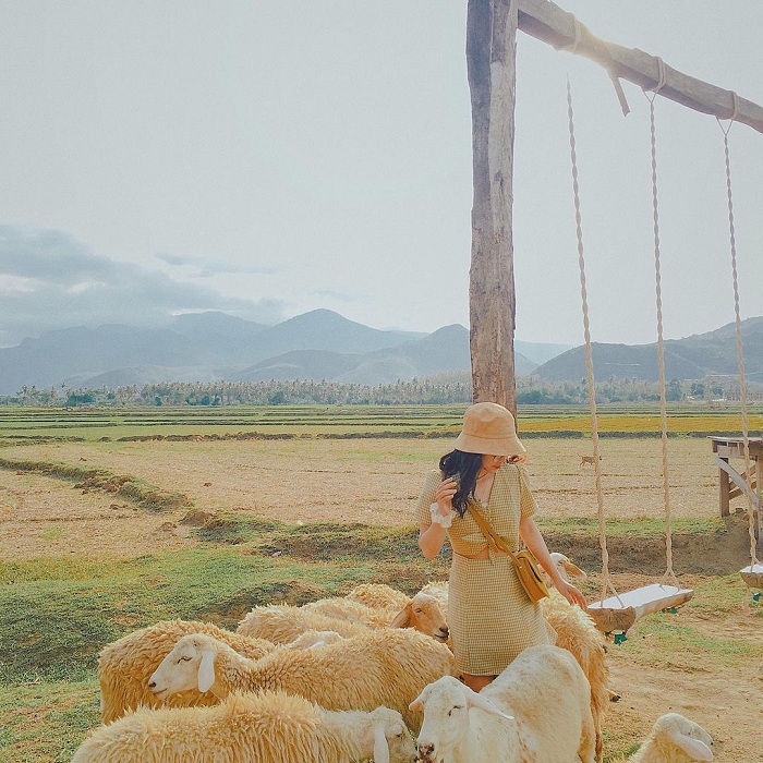 Những đồng cừu đẹp ở Việt Nam đậm chất du mục, lên hình xinh nức nở như tạp chí 