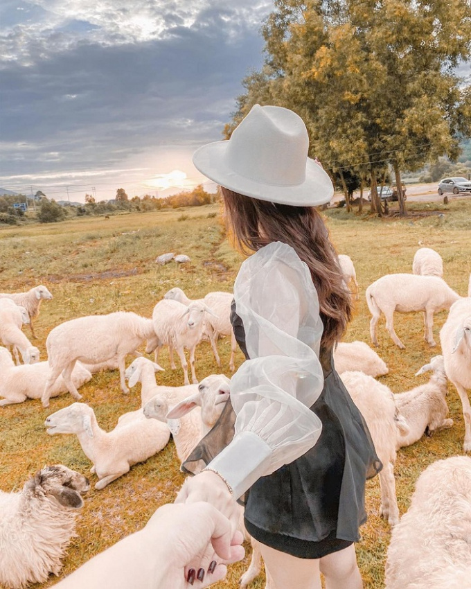 đồng cừu đẹp ở việt nam, những đồng cừu đẹp ở việt nam đậm chất du mục, lên hình xinh nức nở như tạp chí 