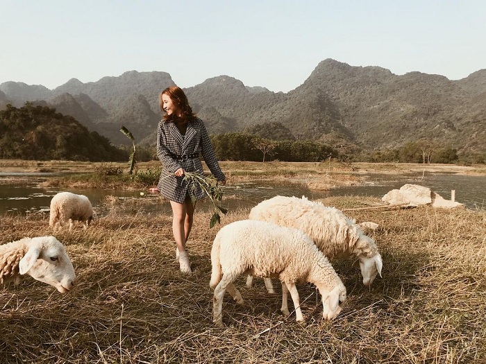 đồng cừu đẹp ở việt nam, những đồng cừu đẹp ở việt nam đậm chất du mục, lên hình xinh nức nở như tạp chí 