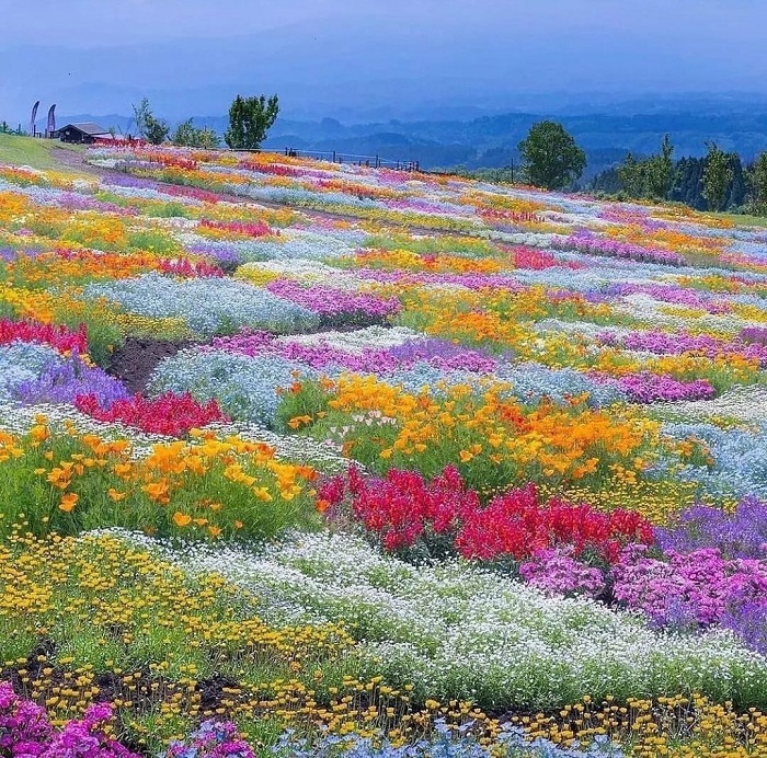 cánh đồng hoa shikisai no oka, cánh đồng hoa shikisai no oka đẹp tựa ‘thiên đường nơi mặt đất’, check in một lần khoe ảnh suốt bốn mùa